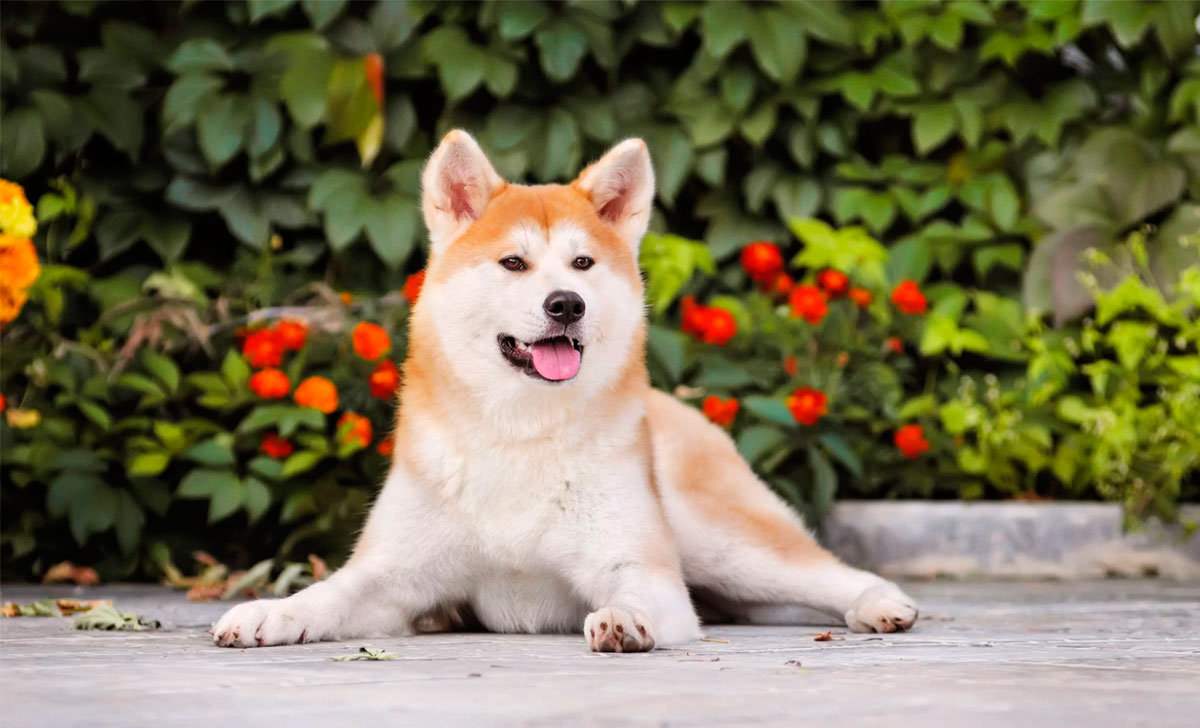 Akita