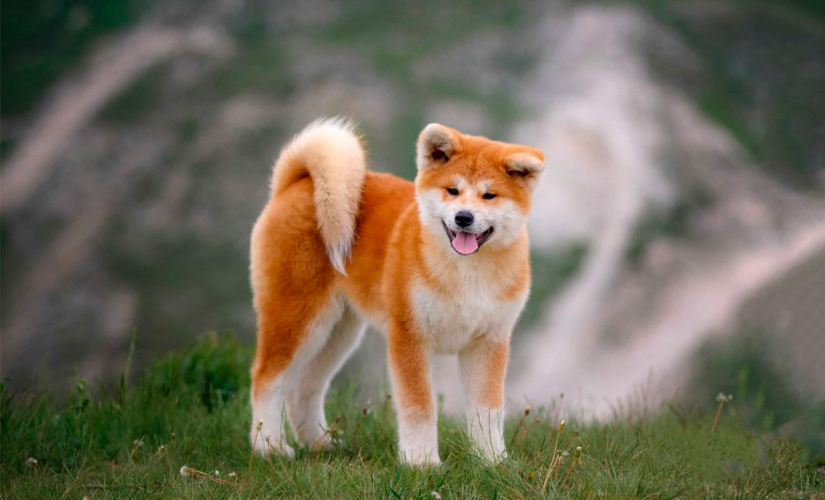 Akita pentu