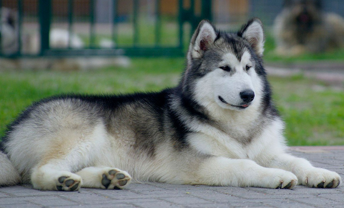 alaskanmalamuut