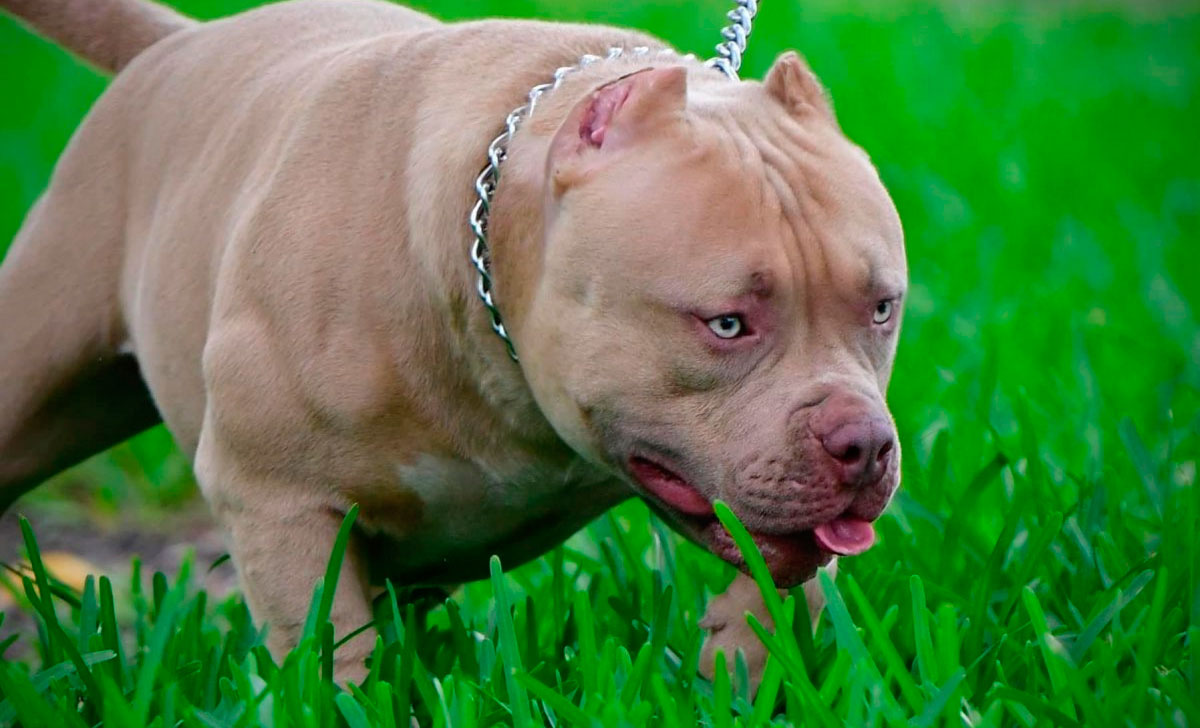 Amerikanpitbullterrieri