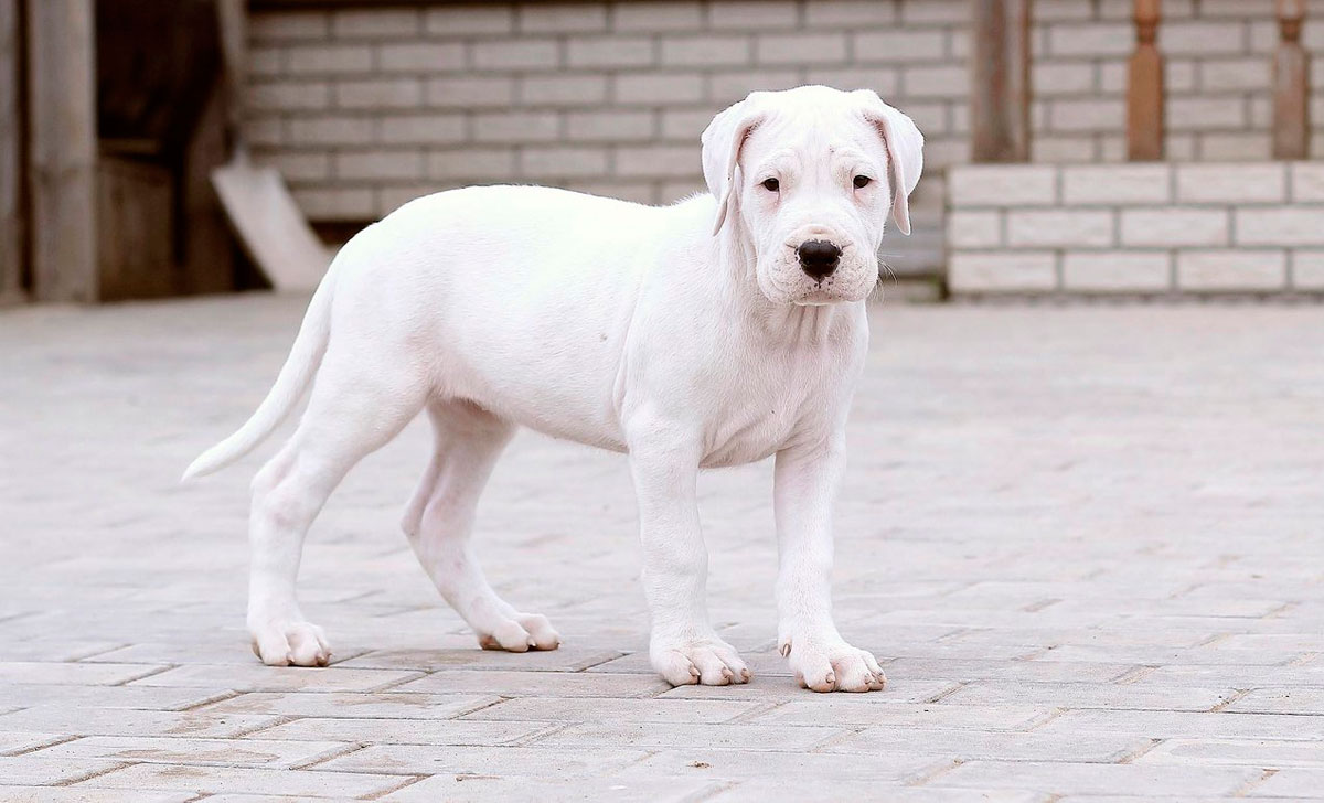 Dogo argentino pentu