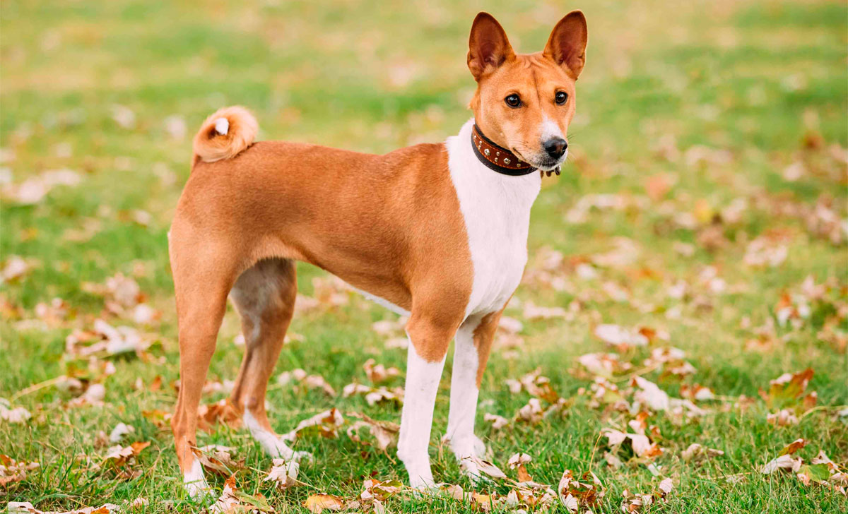 Basenji