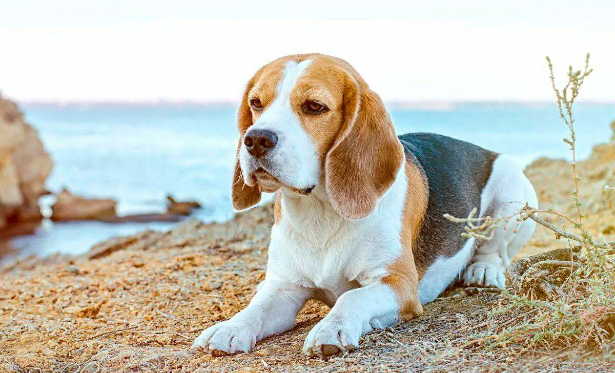 Beagle