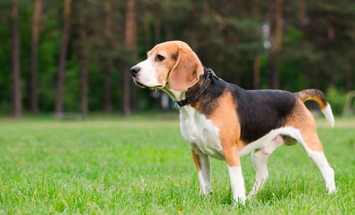 Beagle
