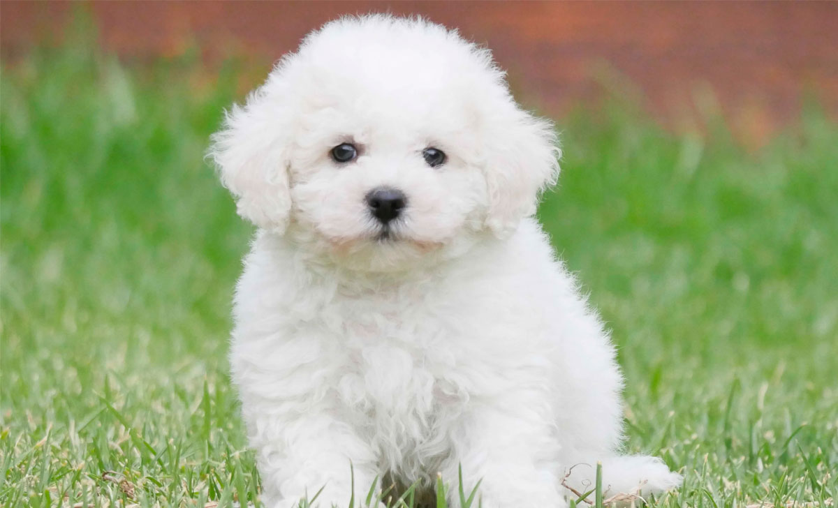 Bichon Frisé