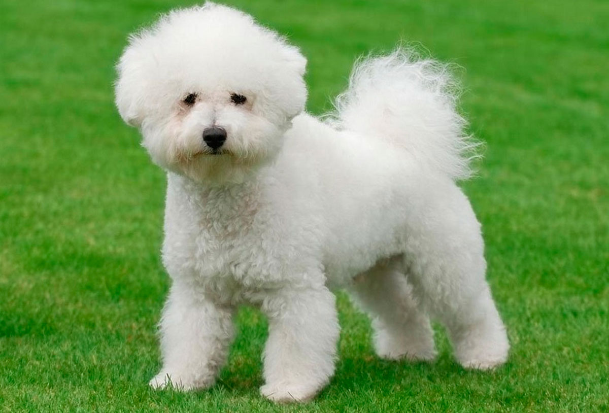 Bichon Frisé