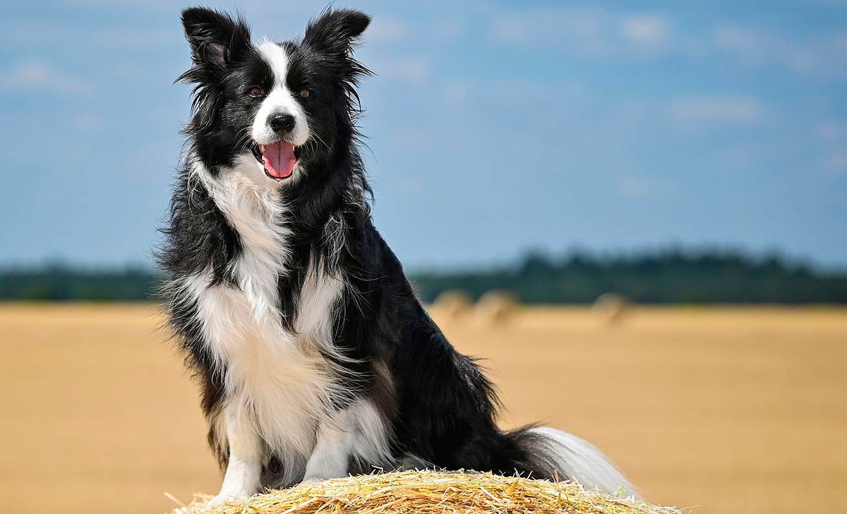 Bordercollie