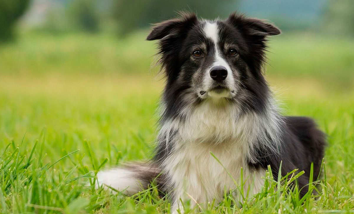 Bordercollie