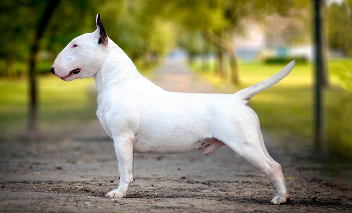Bullterrieri
