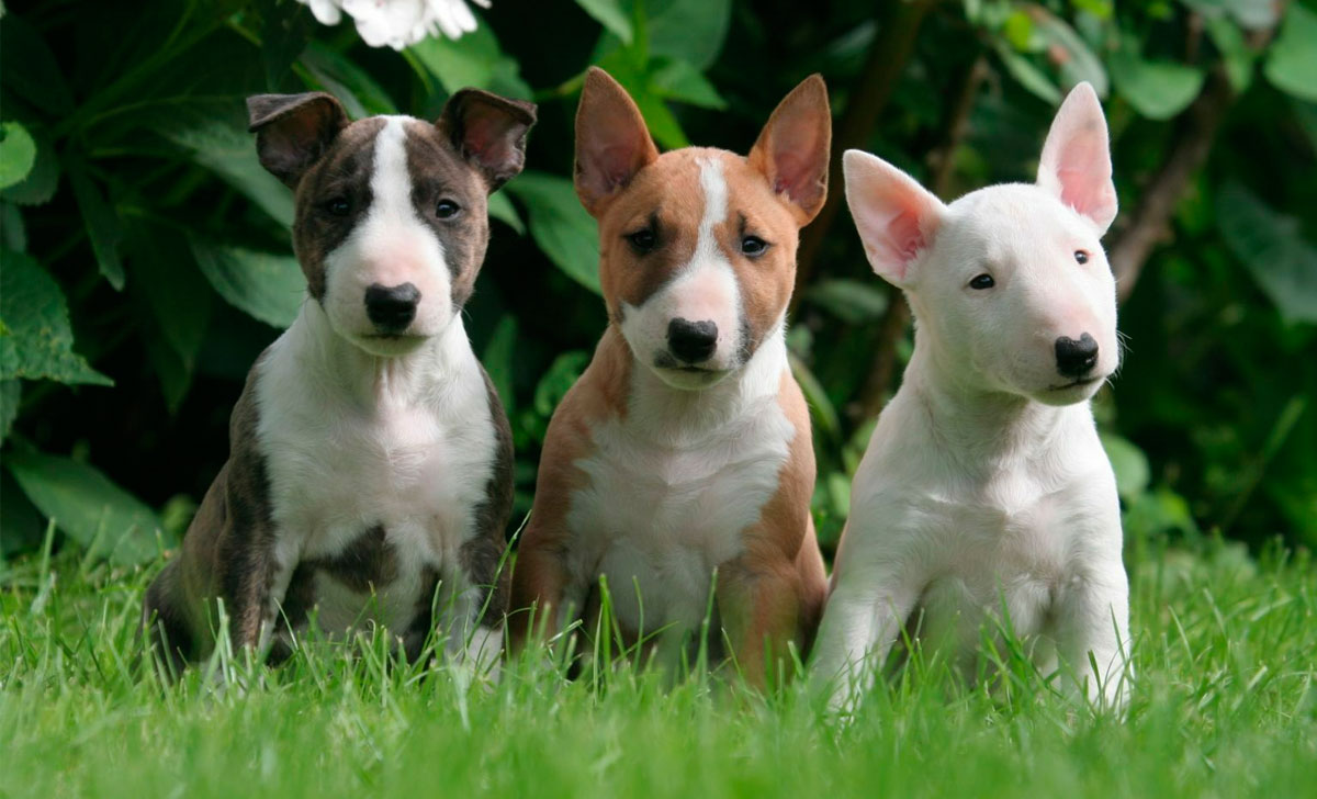 Bullterrieri pennut