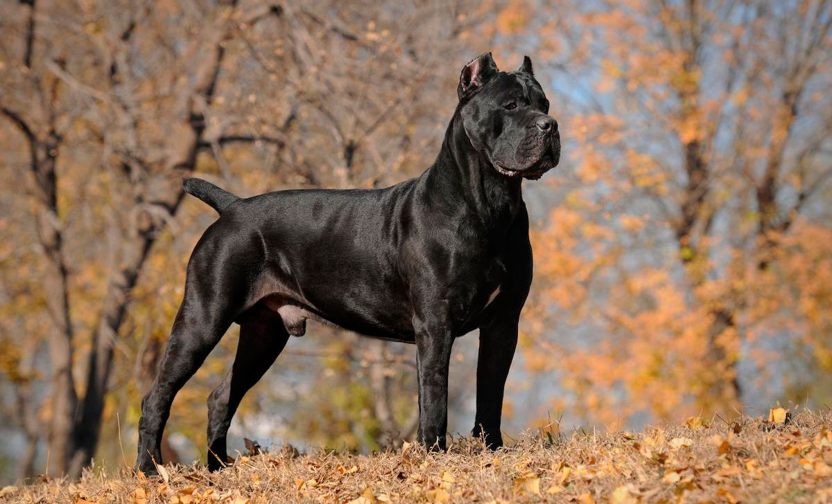 cane corso