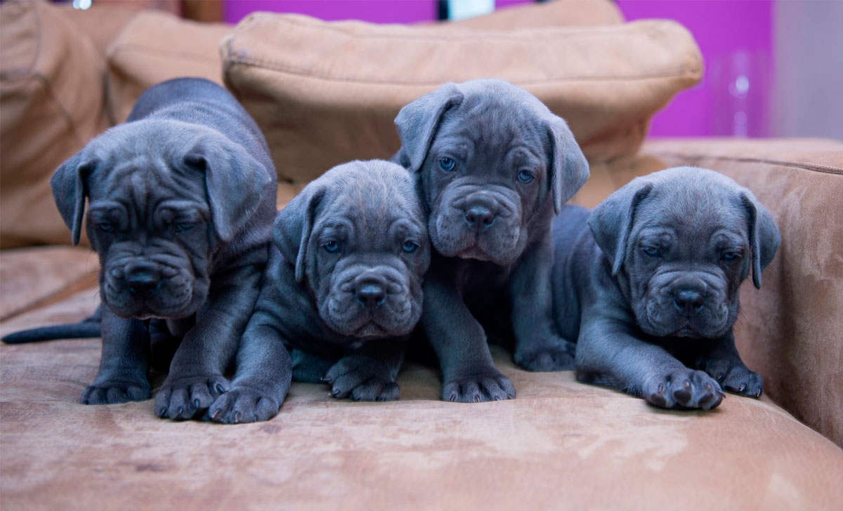 cane corso pennut