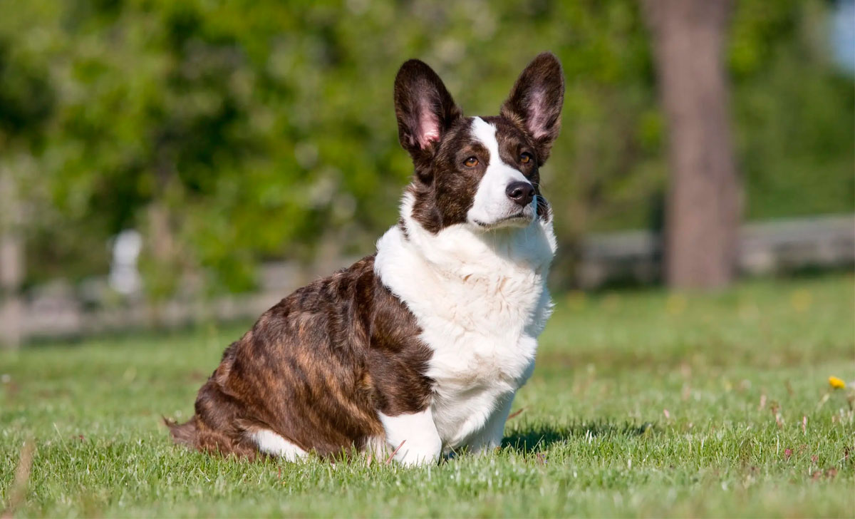 Cardigan Welsh Corgi