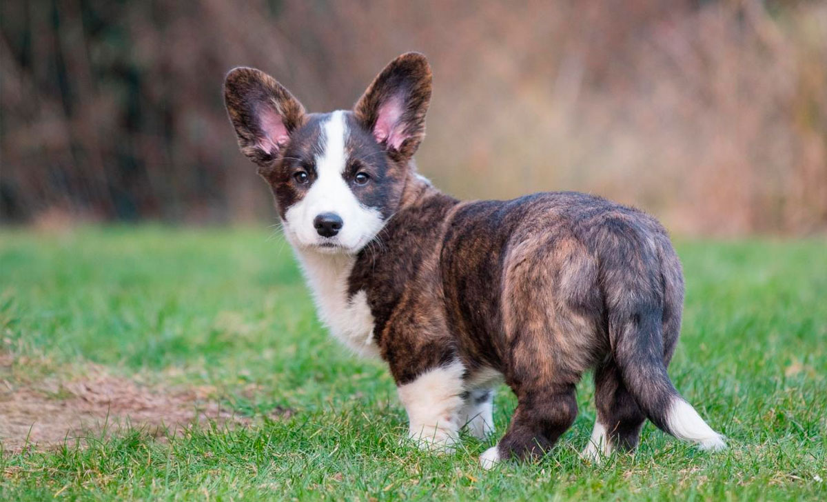 Cardigan Welsh Corgi