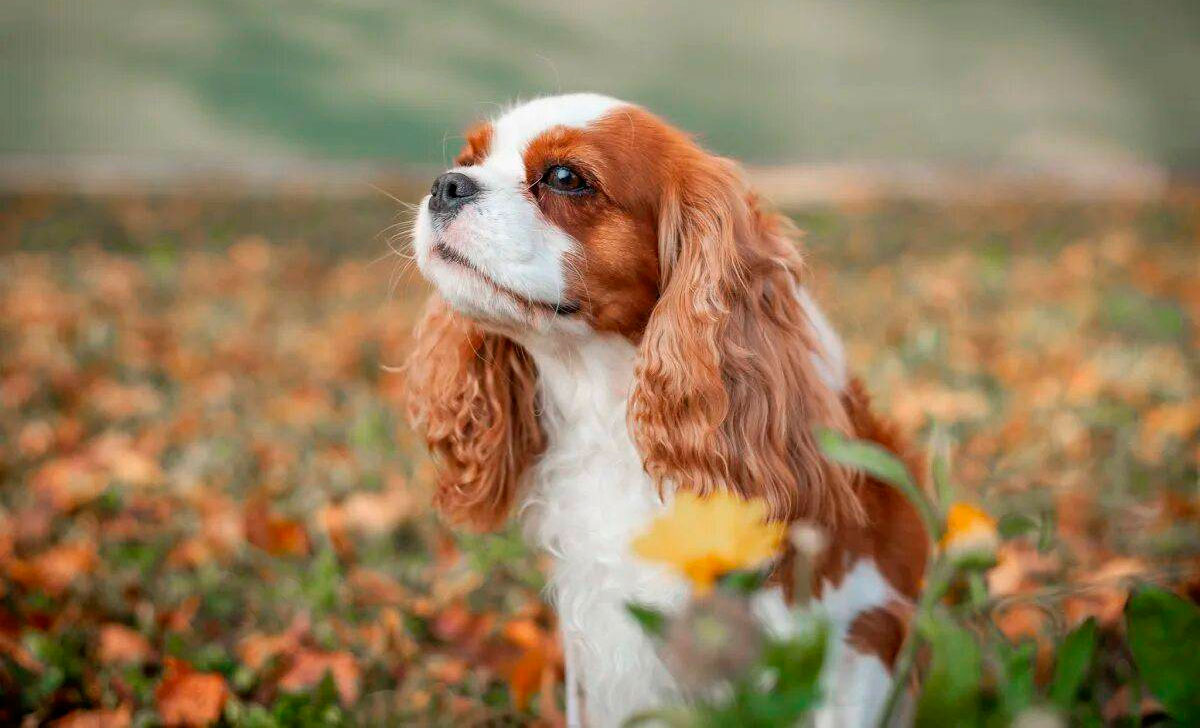 Cavalierkingcharlesinspanieli