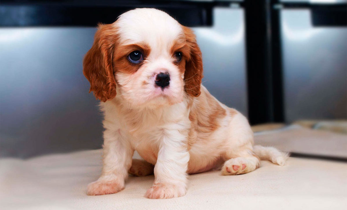 Cavalierkingcharlesinspanieli pentu