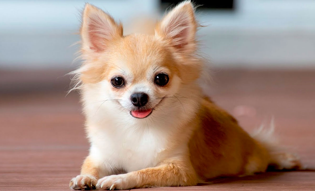 Chihuahua