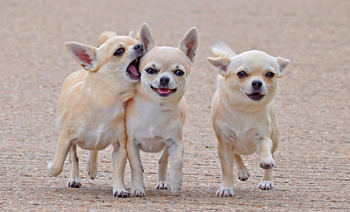 Chihuahua pennut