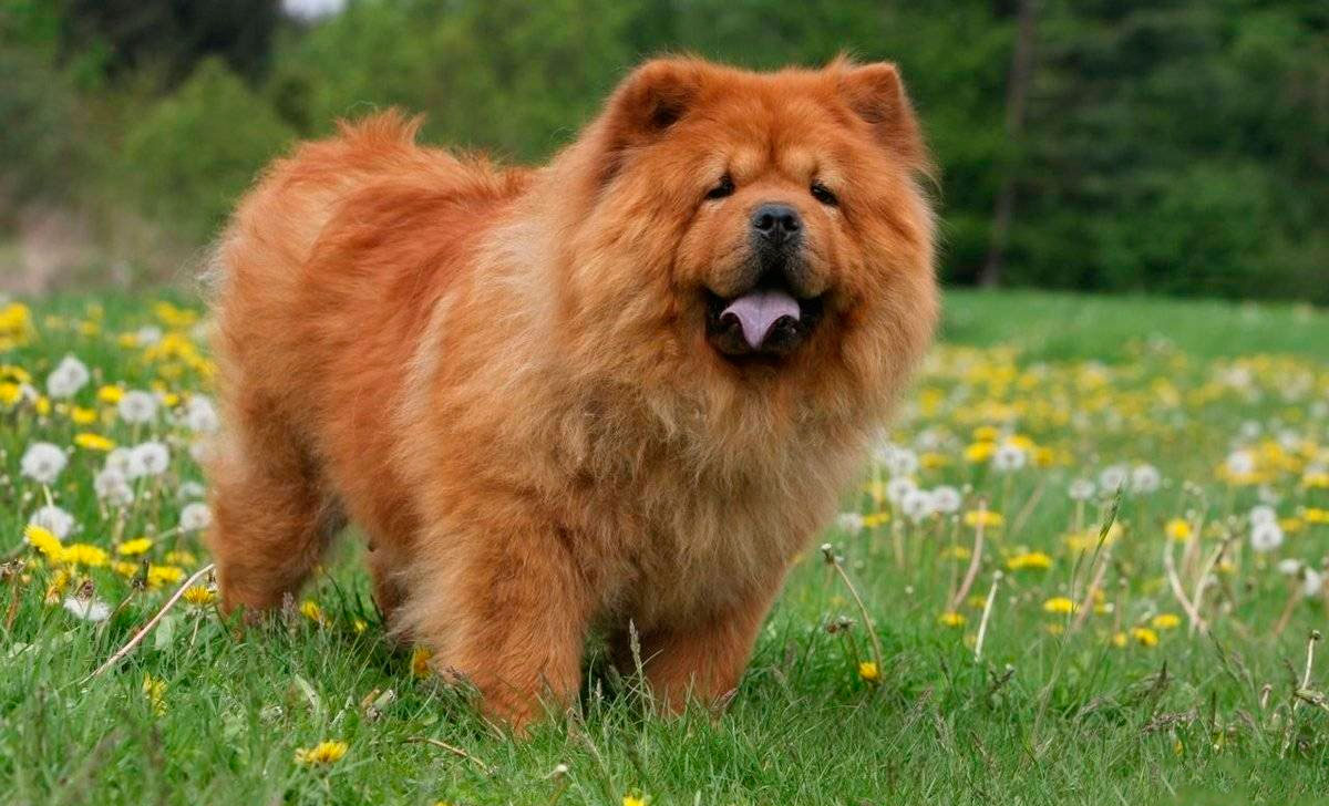 Chow chow