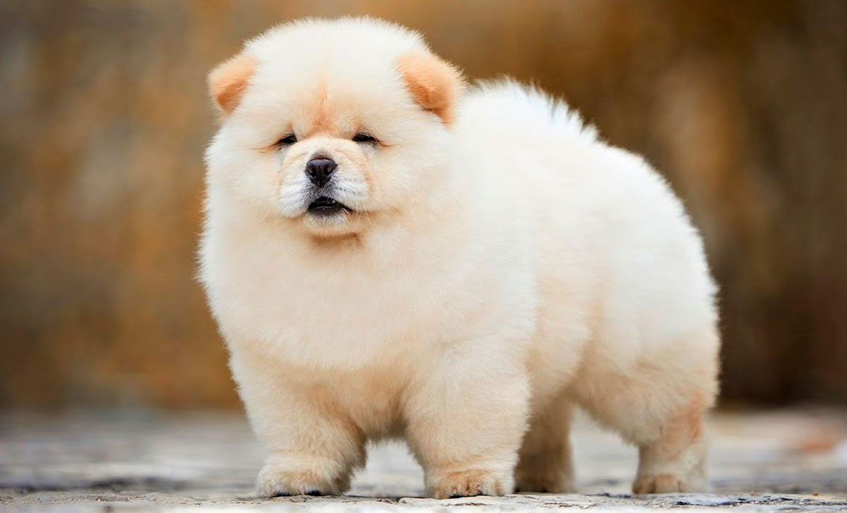 Chow chow pentu