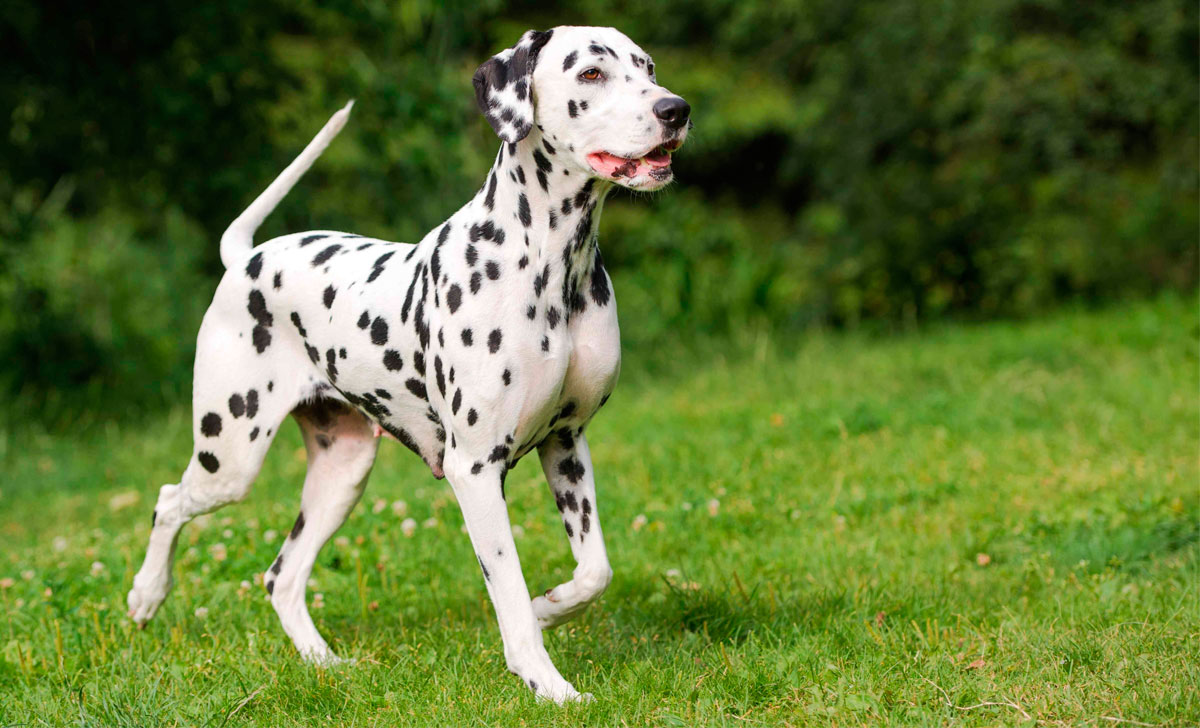 Dalmatiankoira