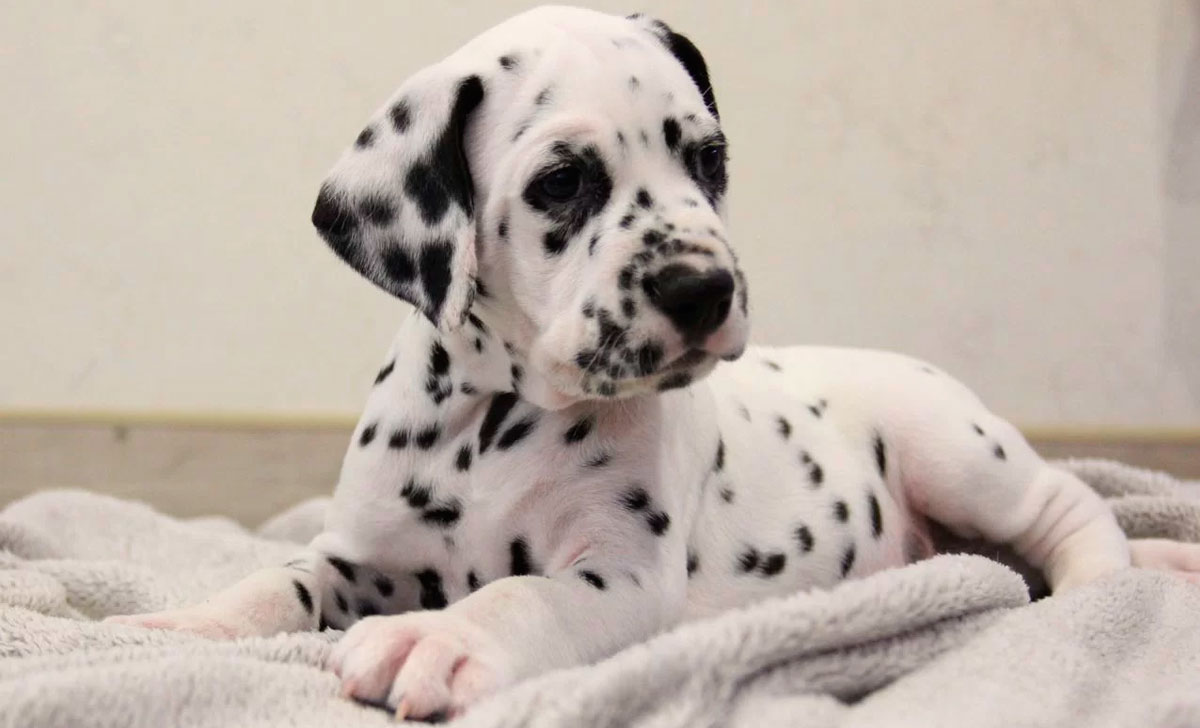 Dalmatiankoira pentu