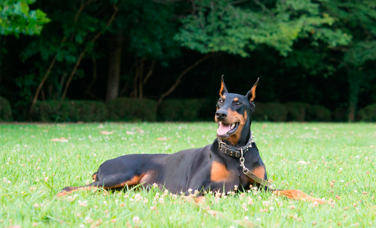 dobermanni