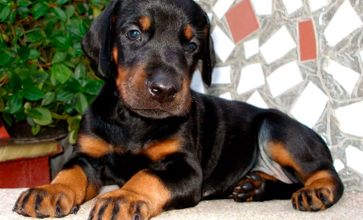 dobermanni pentu