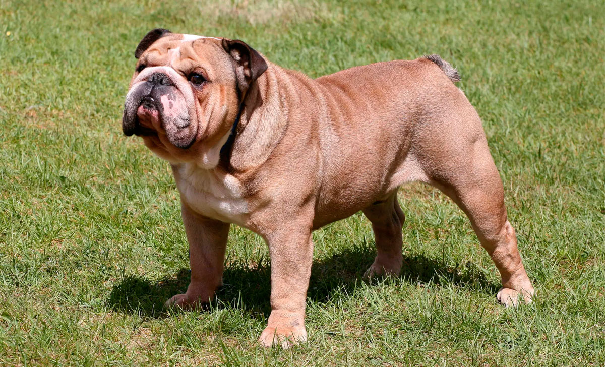 Englanninbulldoggi