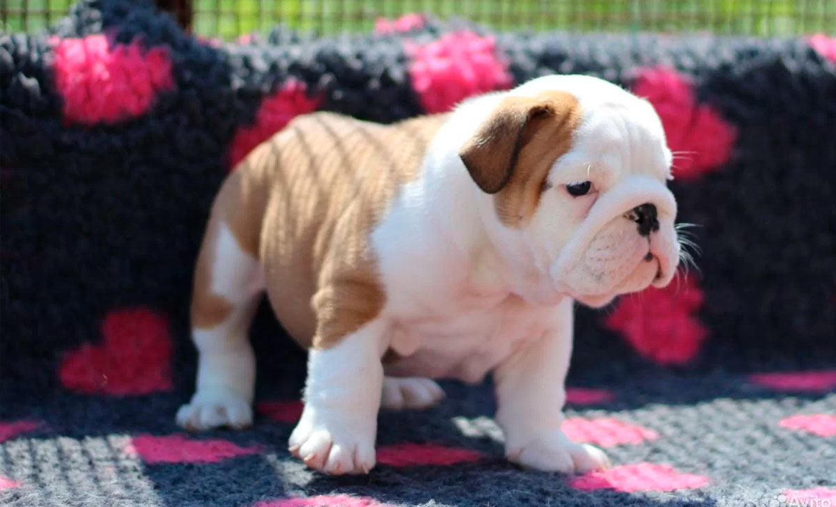 Englanninbulldoggi pentu