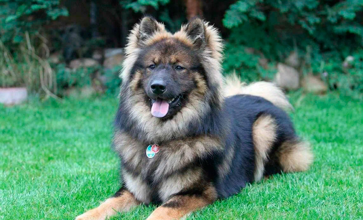 Eurasier