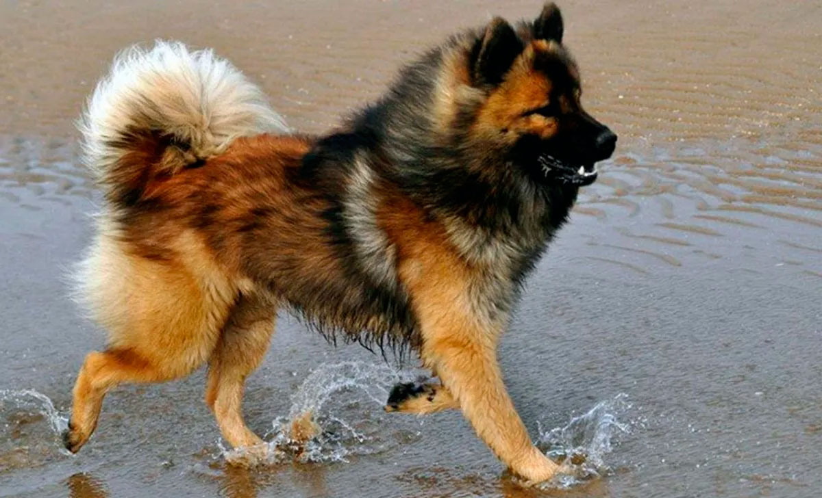 Eurasier