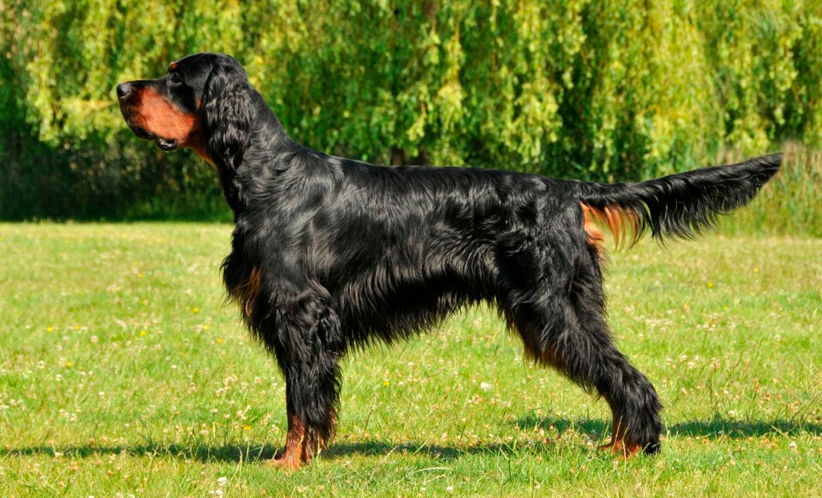 gordoninsetteri
