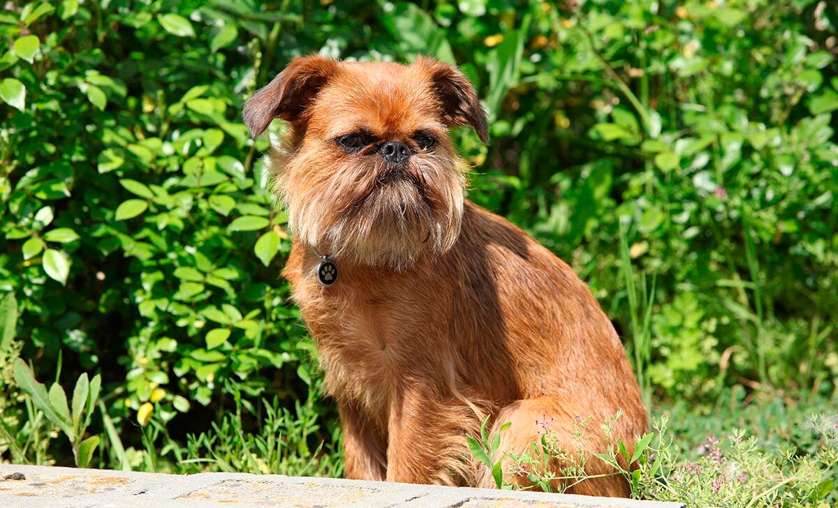 Griffon bruxellois