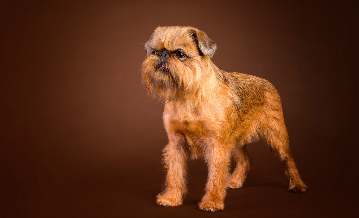 	
Griffon bruxellois
