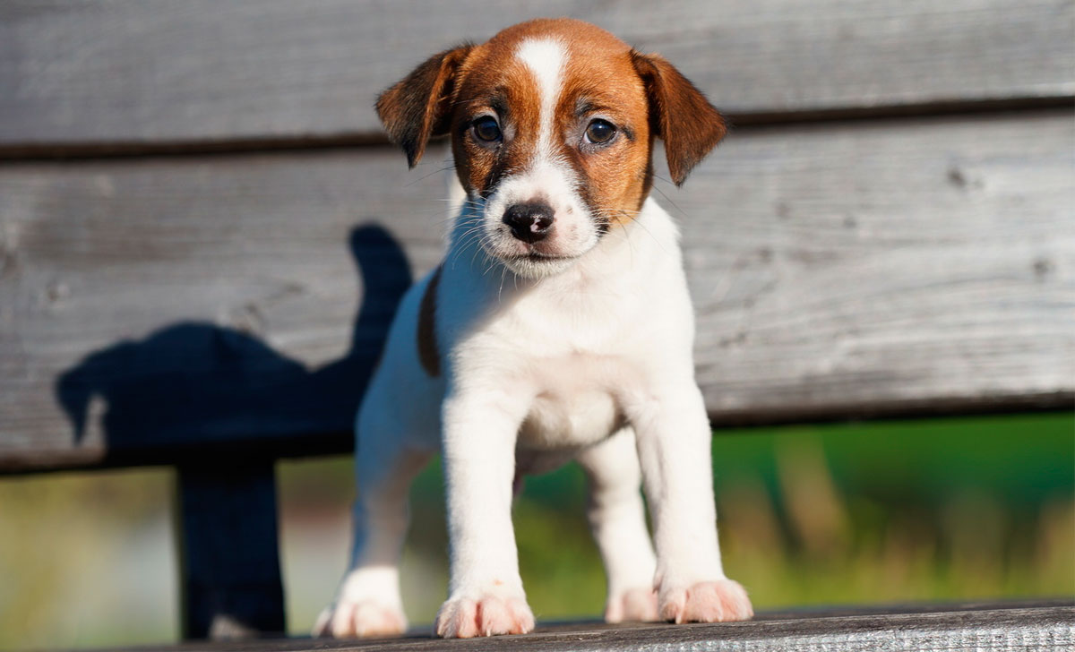 Jackrussellinterrieri pentu