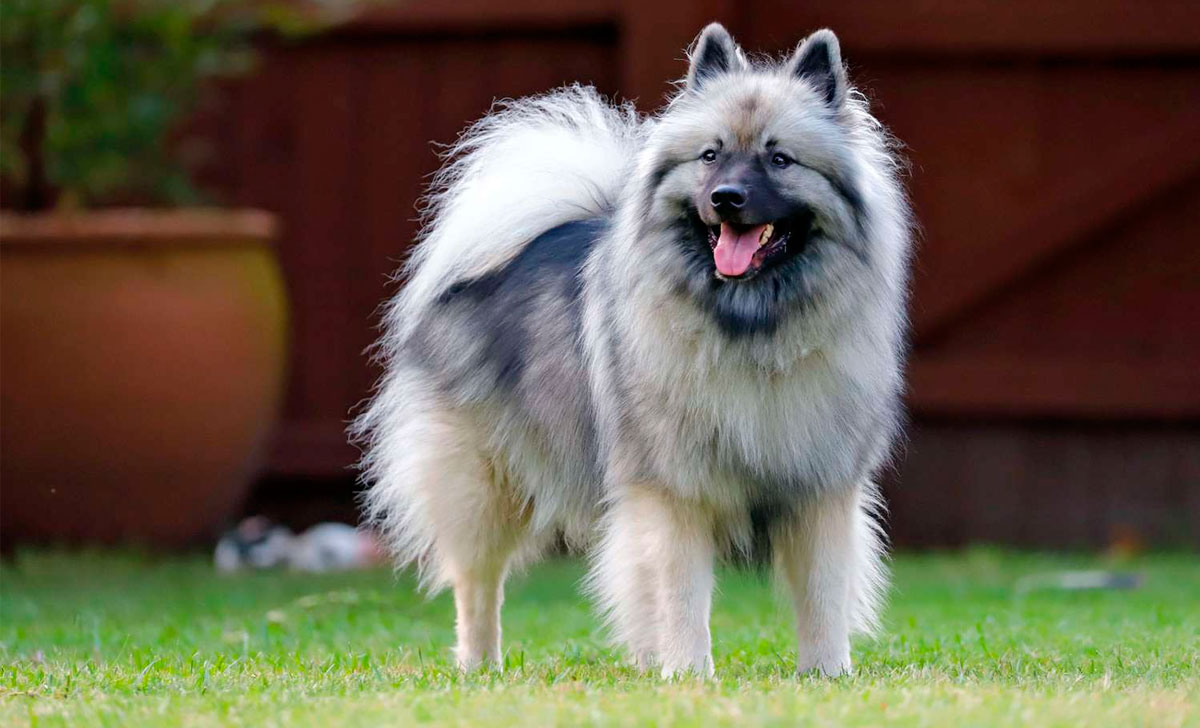 Keeshond