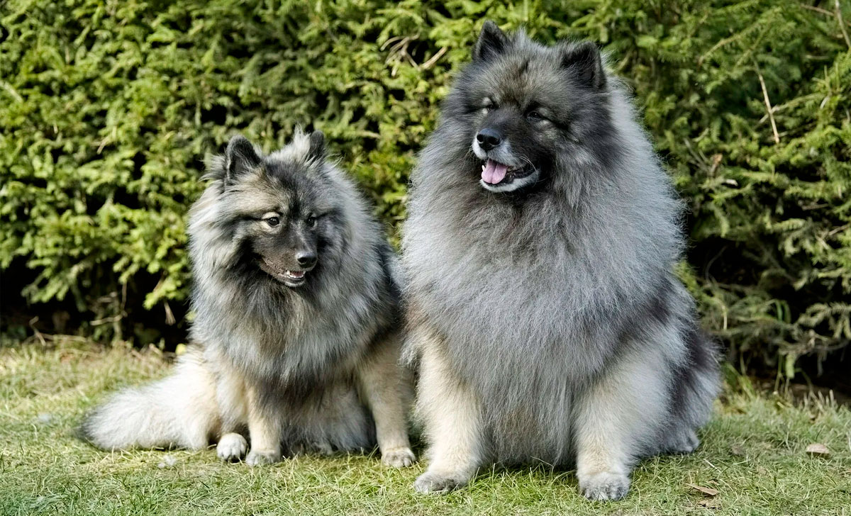 Keeshond