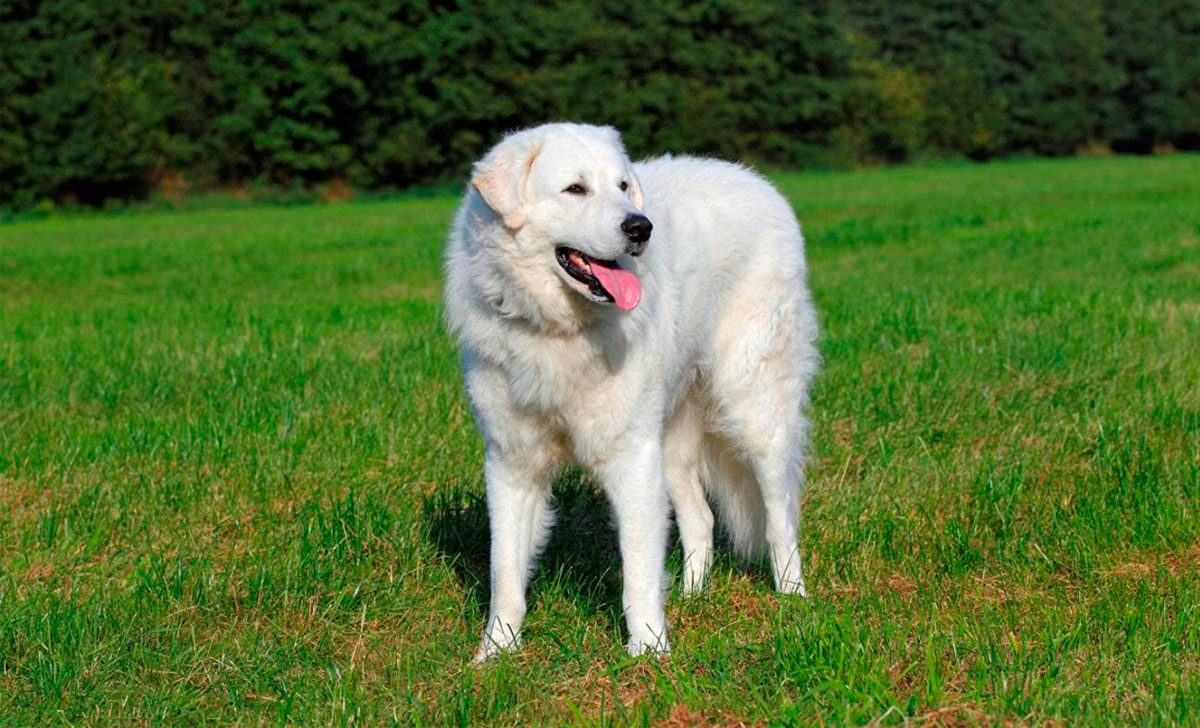 Kuvasz