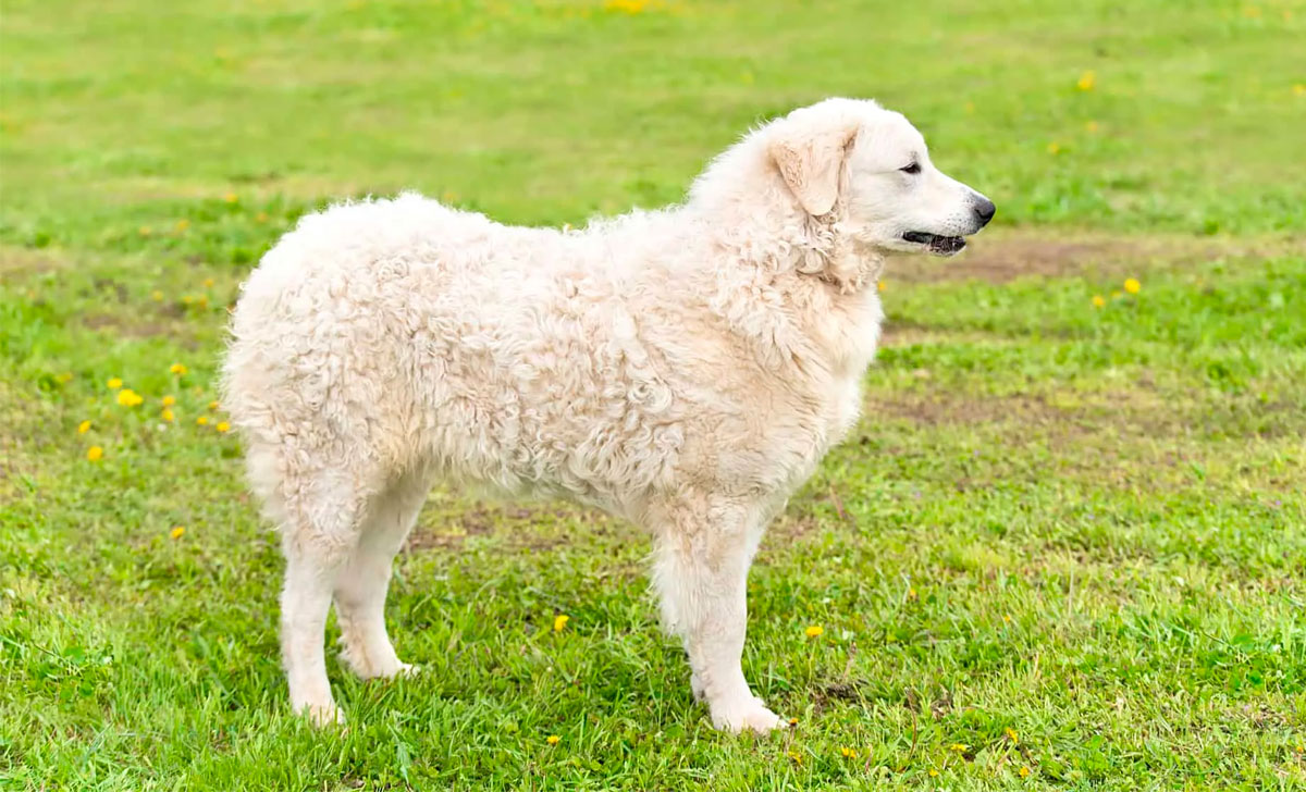 Kuvasz