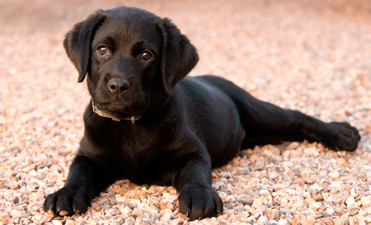 Labradorinnoutaja pentu