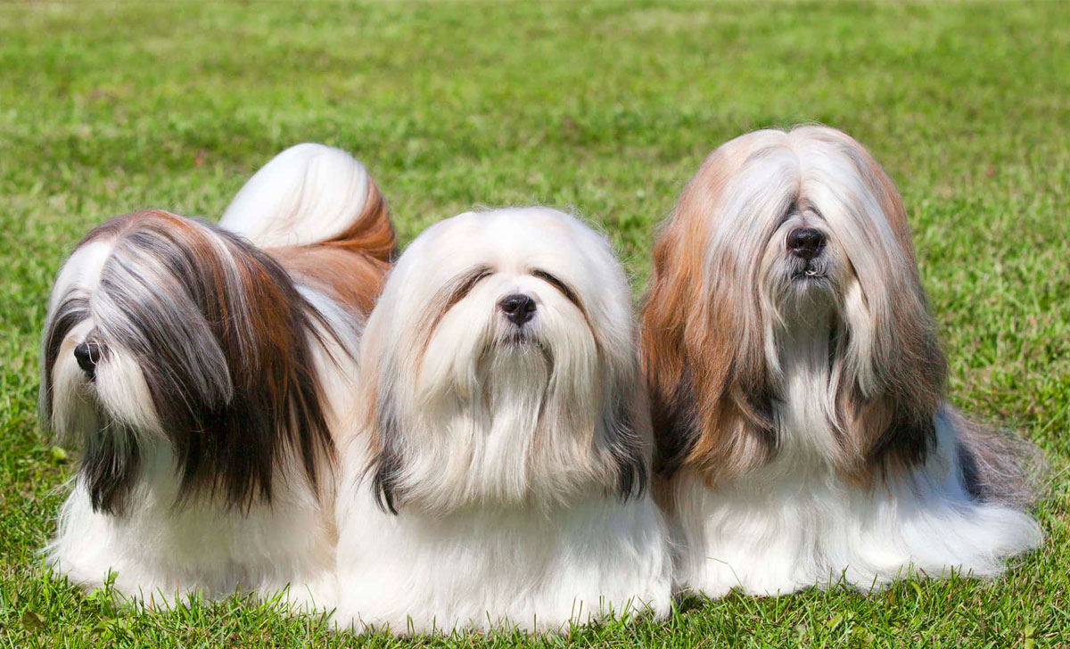 Lhasa apso