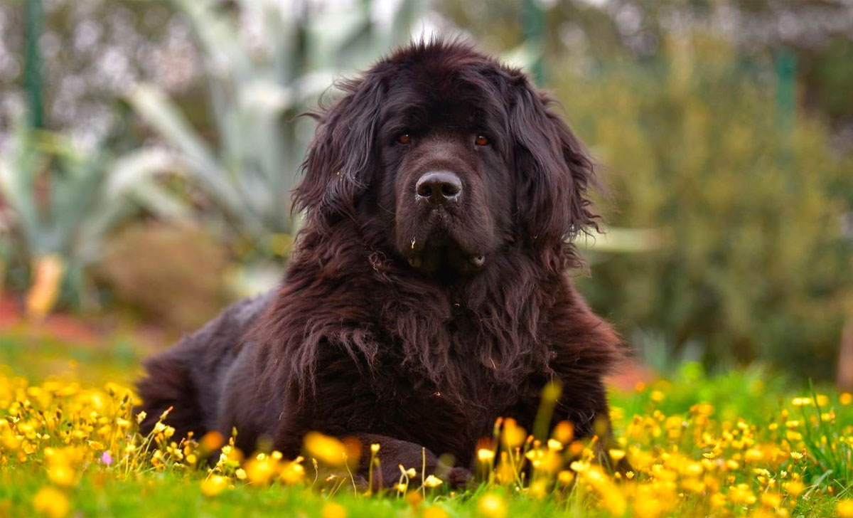 Newfoundlandinkoira