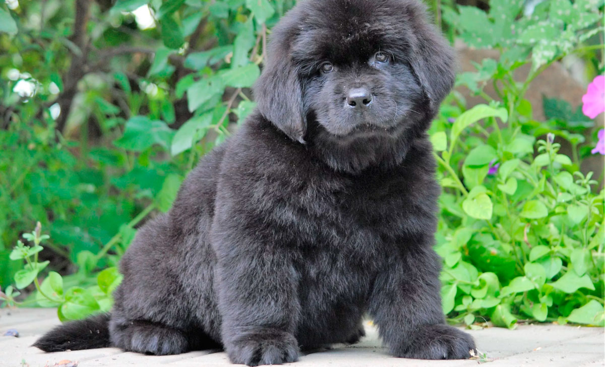 Newfoundlandinkoira pentu