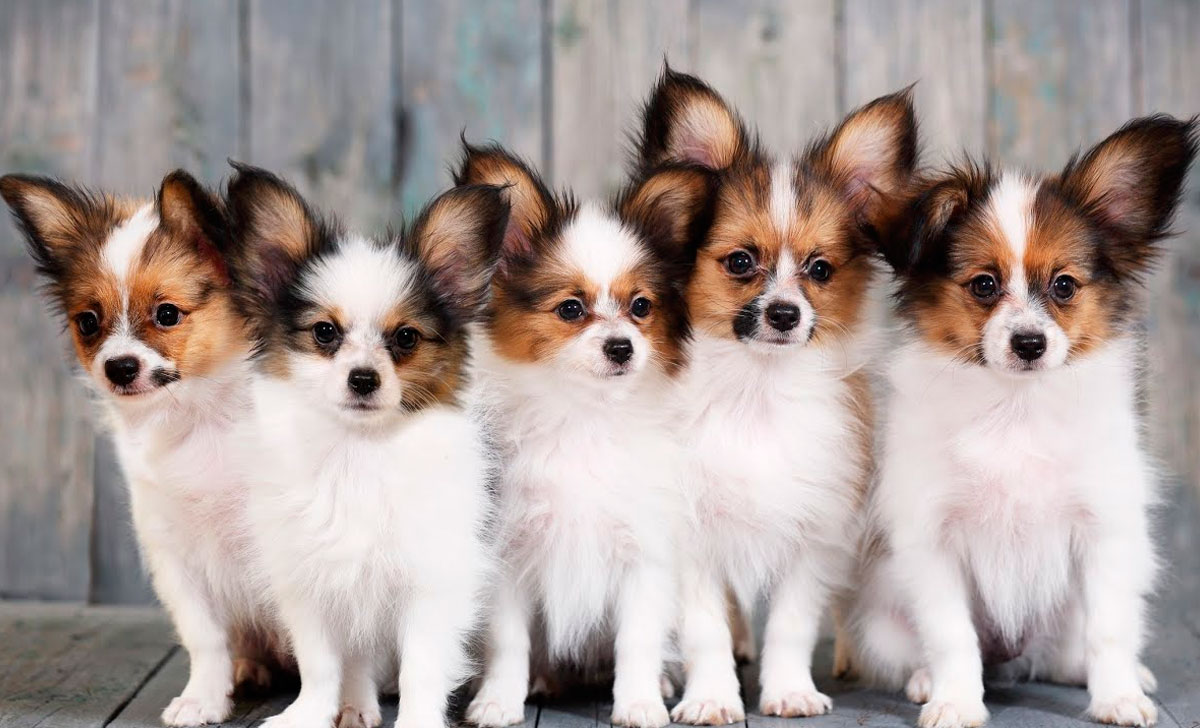Papillon pennut