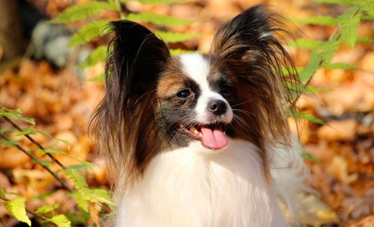 Papillon