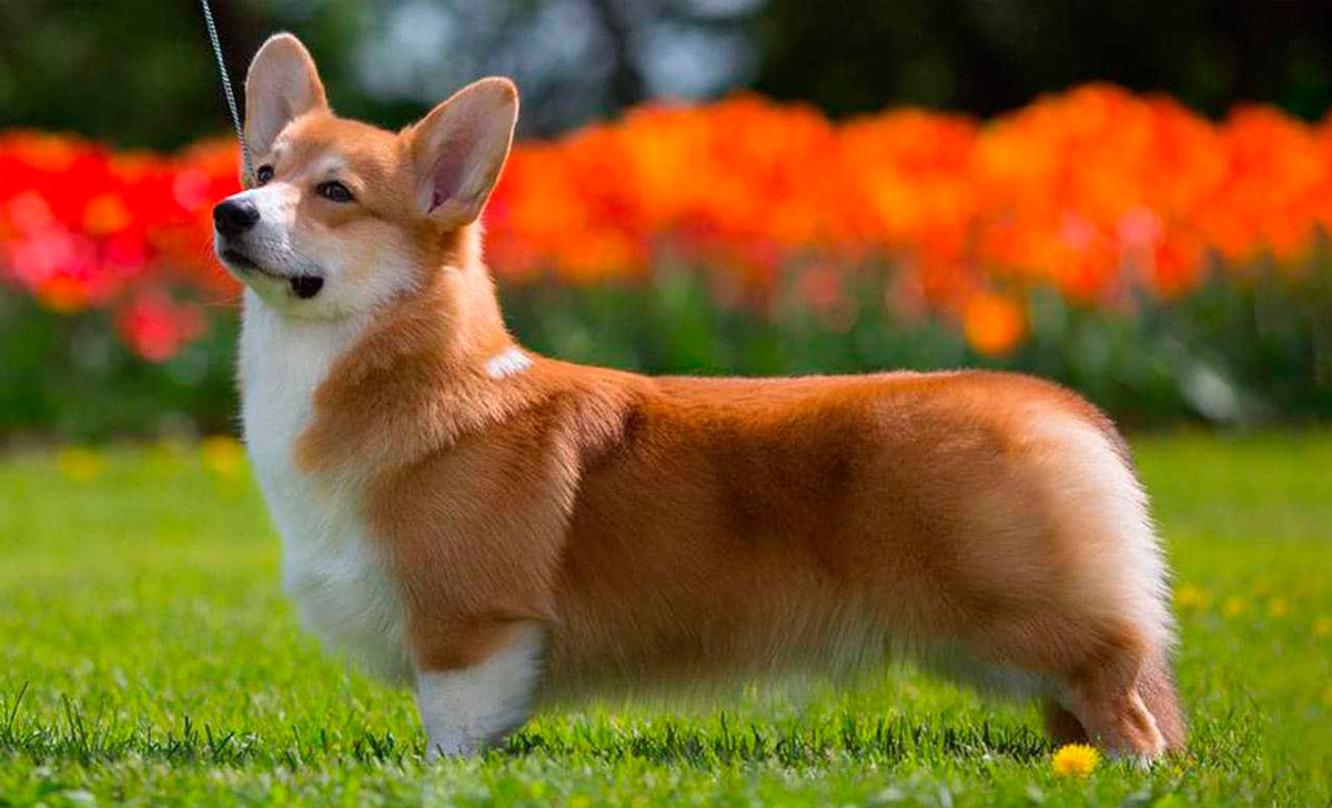 Welsh corgi pembroke