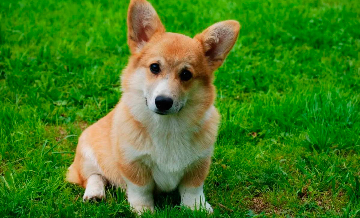 Welsh corgi pembroke