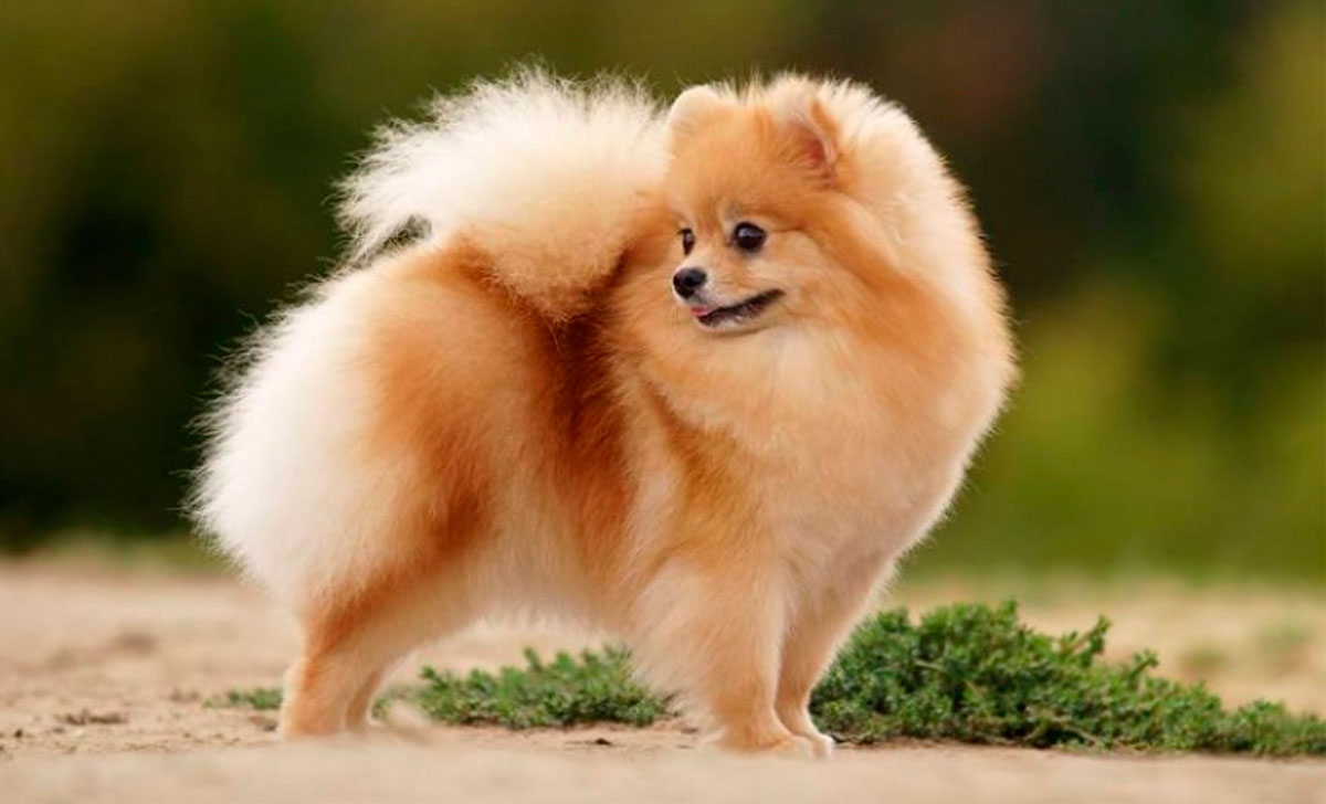 Pomeranian