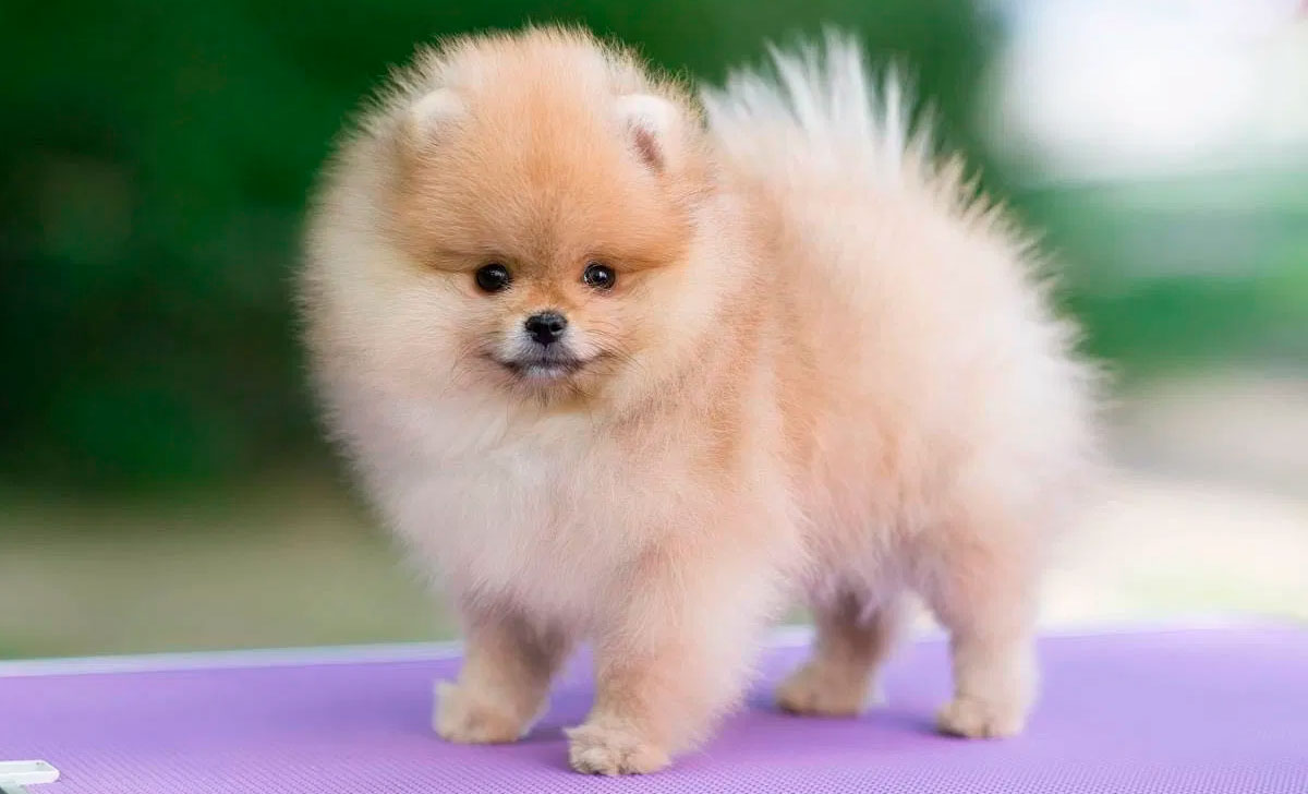 Pomeranian pentu